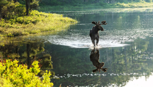 Moose stands in lake in algonquin park