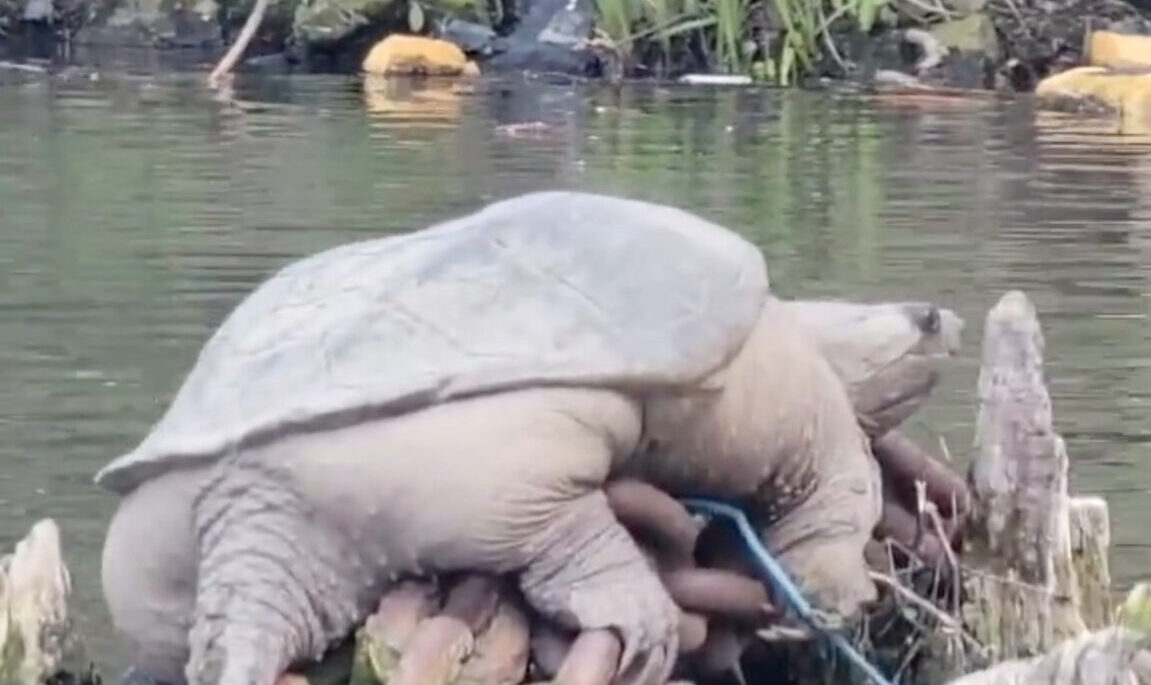 Large snapping turtle chonkosaurus sits on large chain in river