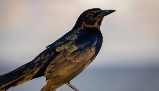A common grackle standing near water
