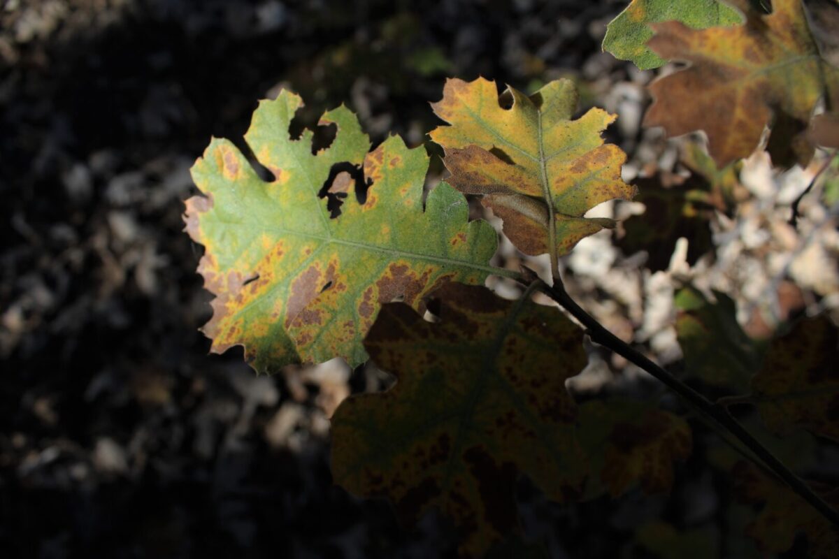 Oak leaves browning from oak wilt