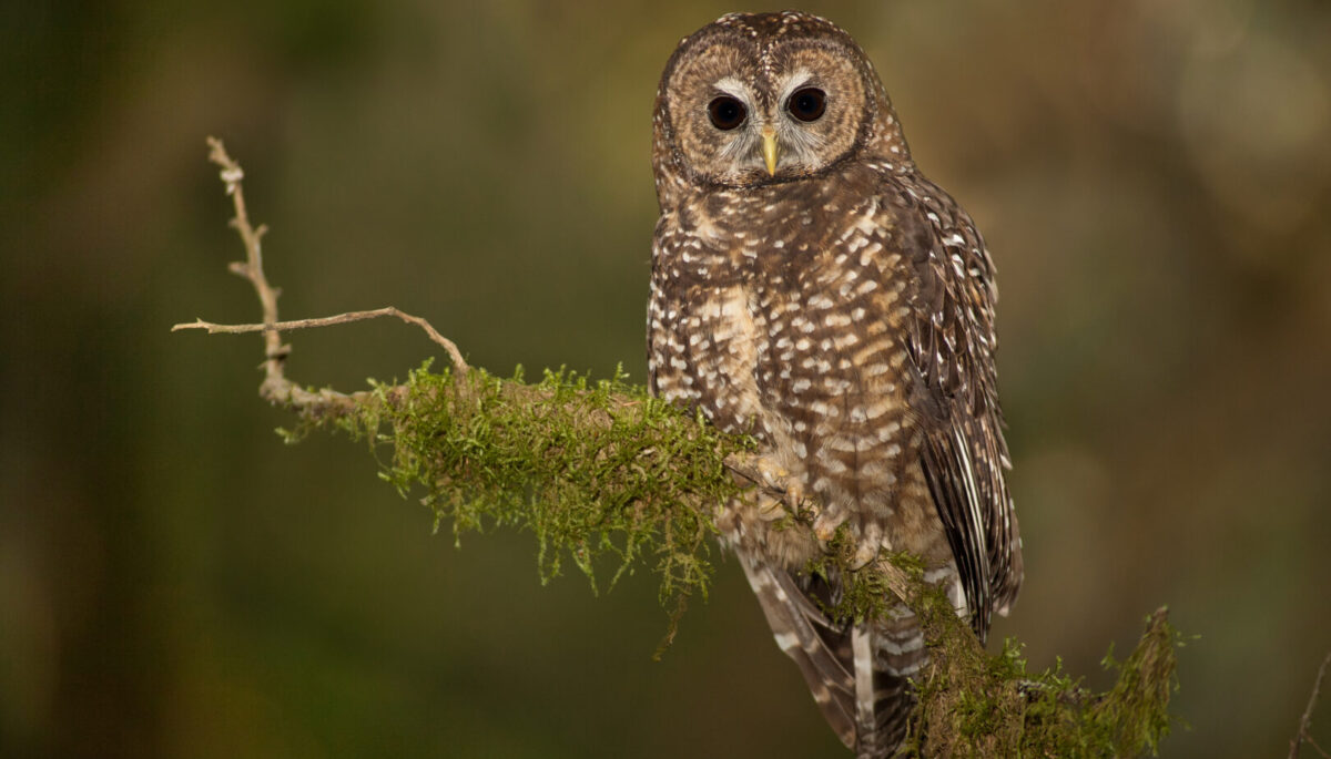 A spotted owl looking forward, perched on the end of a tree branch