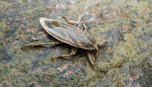 giant water bug on a rock