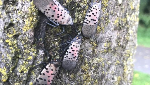 A cluster of spotted lanternflies on a tree trunk