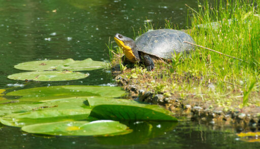 A Blanding's Turtle is basking in the sun on a floating, man made island in a pond. Greenbelt development
