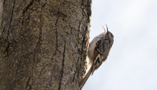 A brown creeper with its beak open on a tree