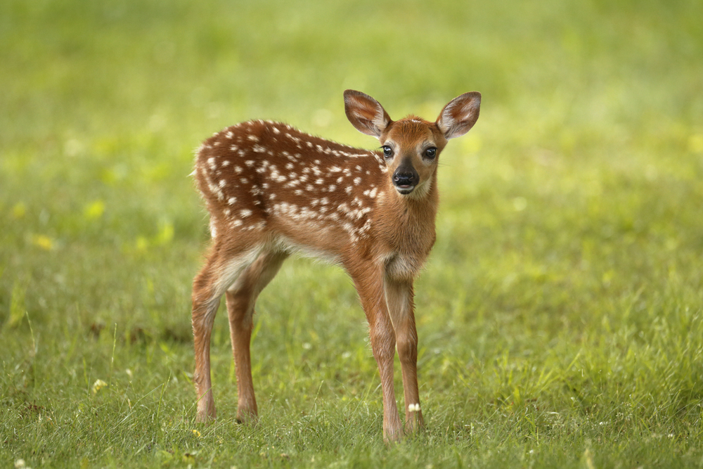 A white-tailed deer fawn in a field