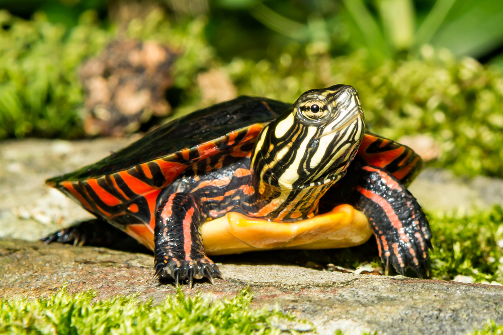 Close up of an Eastern painted turtle