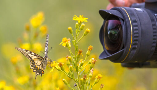 camera taking a photo of a butterfly up close