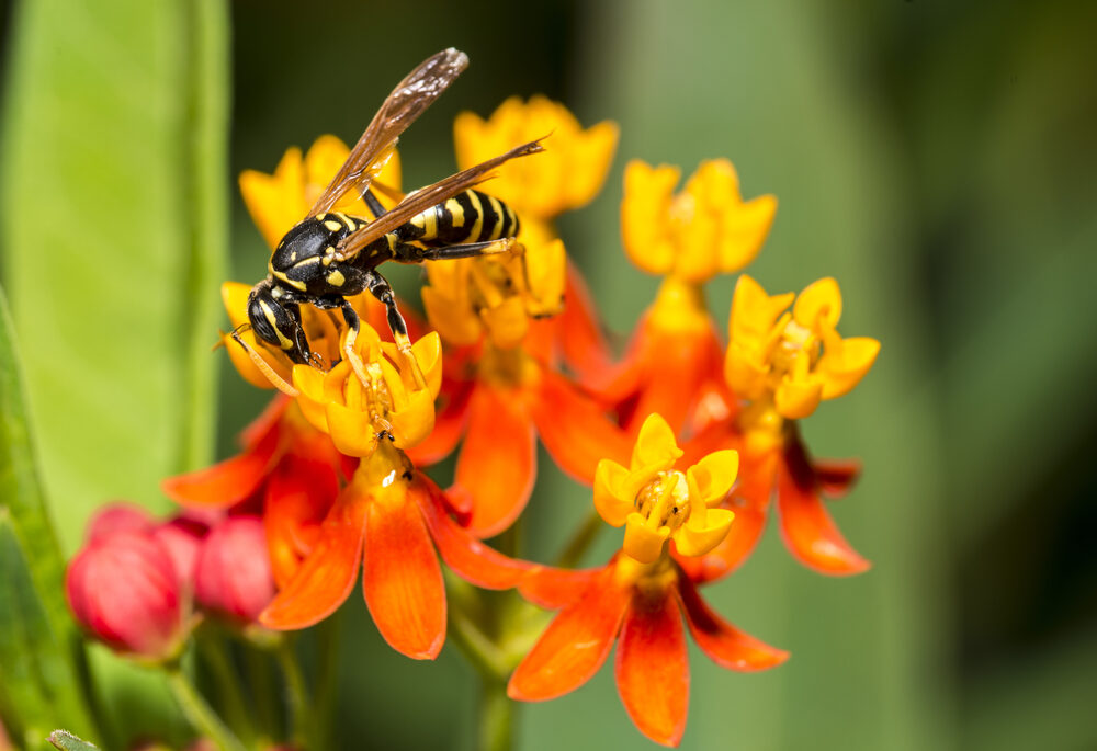 A wasp perched on a flower