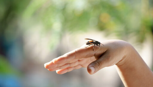 A wasp resting on someone's hand