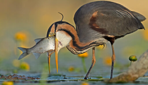 A purple heron attempts to eat a large carp that isn't fitting it its mouth.