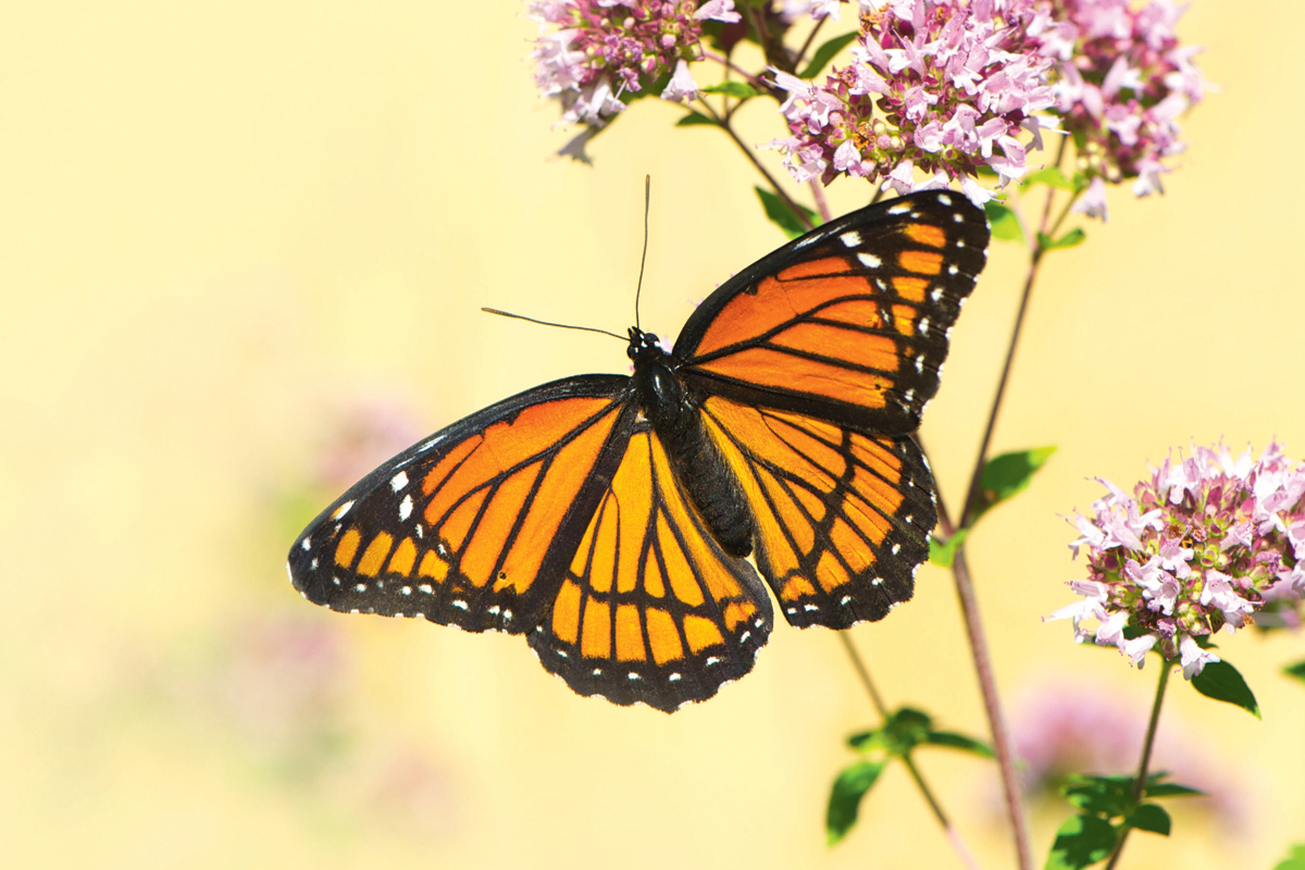 A viceroy butterfly near pink flowers