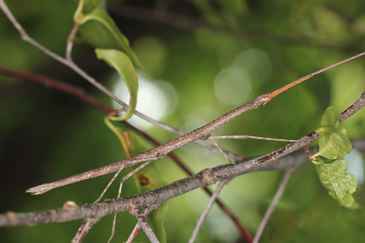 A walkingstick insect in the trees