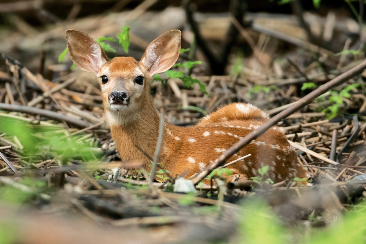 A deer fawn lying on the ground