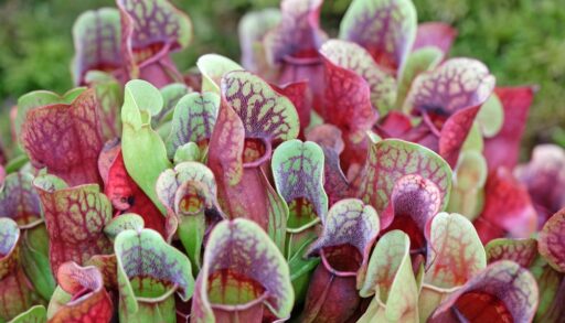 Close-up of purple pitcher plants