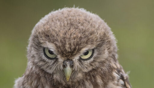 A brown owl makes a funny face that makes it look very angry