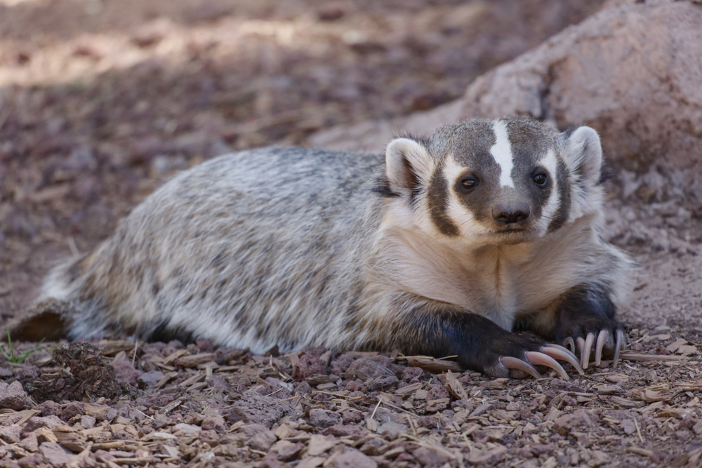 An American badger sitting in the dirt