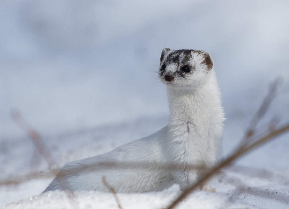 A white least weasel in the snow.