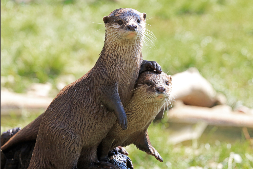 Two river otters, one with its paw on the other's head