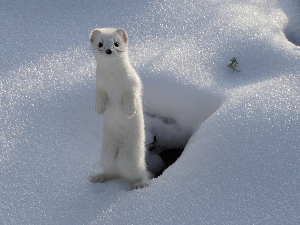 An ermine standing up in the snow
