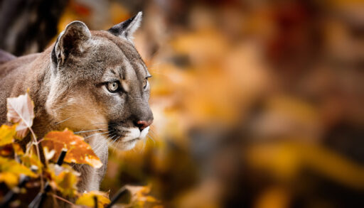 A portrait of a cougar in autumn