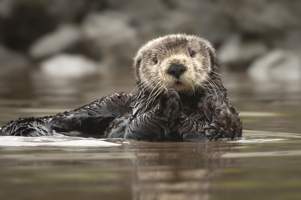 A sea otter holding its paws together