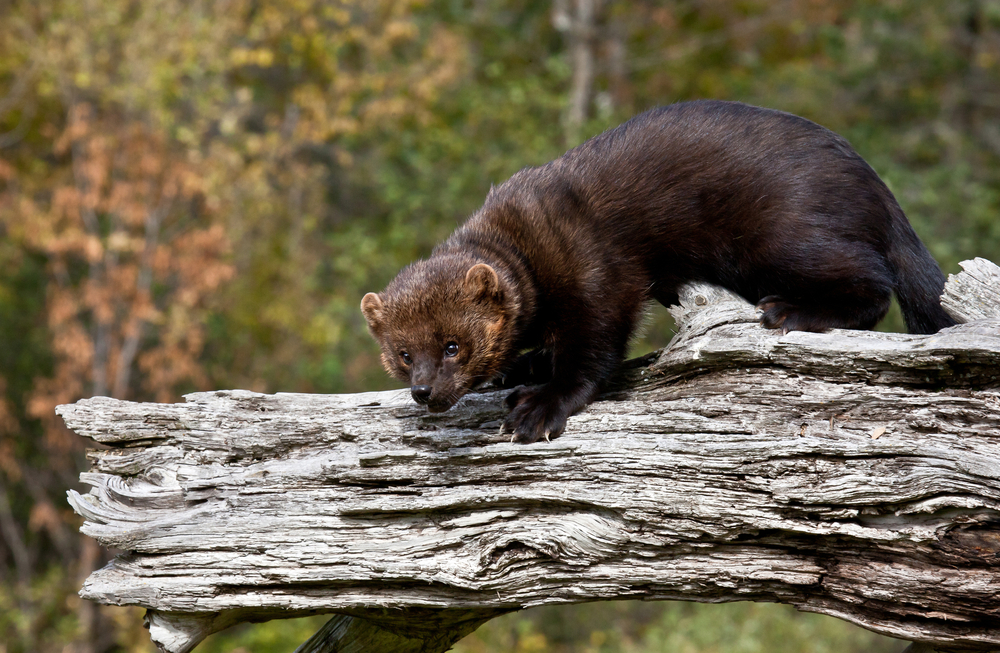 A fisher standing on a fallen tree