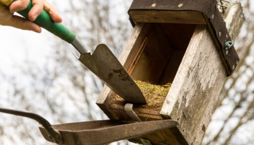 A hand removing a nest from a nest box using a trowel