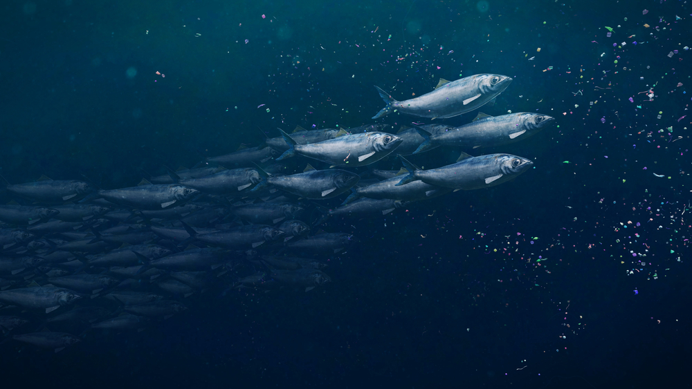 A school of herrings