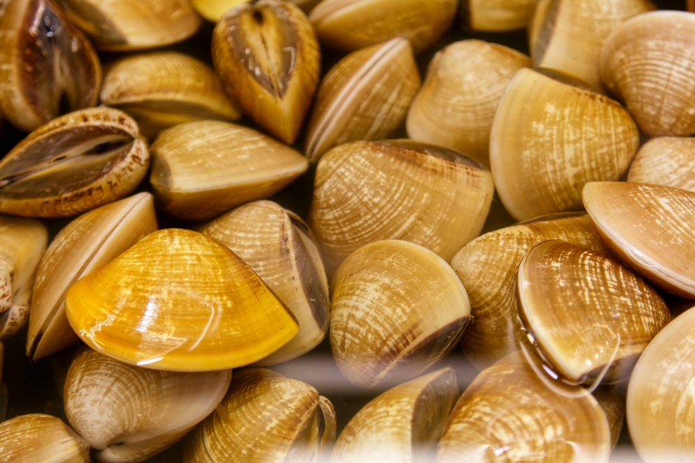 Clams covered in water