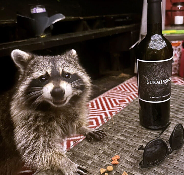 A smiling raccoon approaching an outdoor table at a cottage, with an open wine bottle on the table.