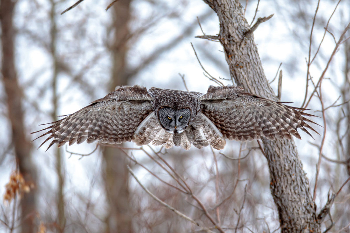 The face of a great grey owl in mid-flight