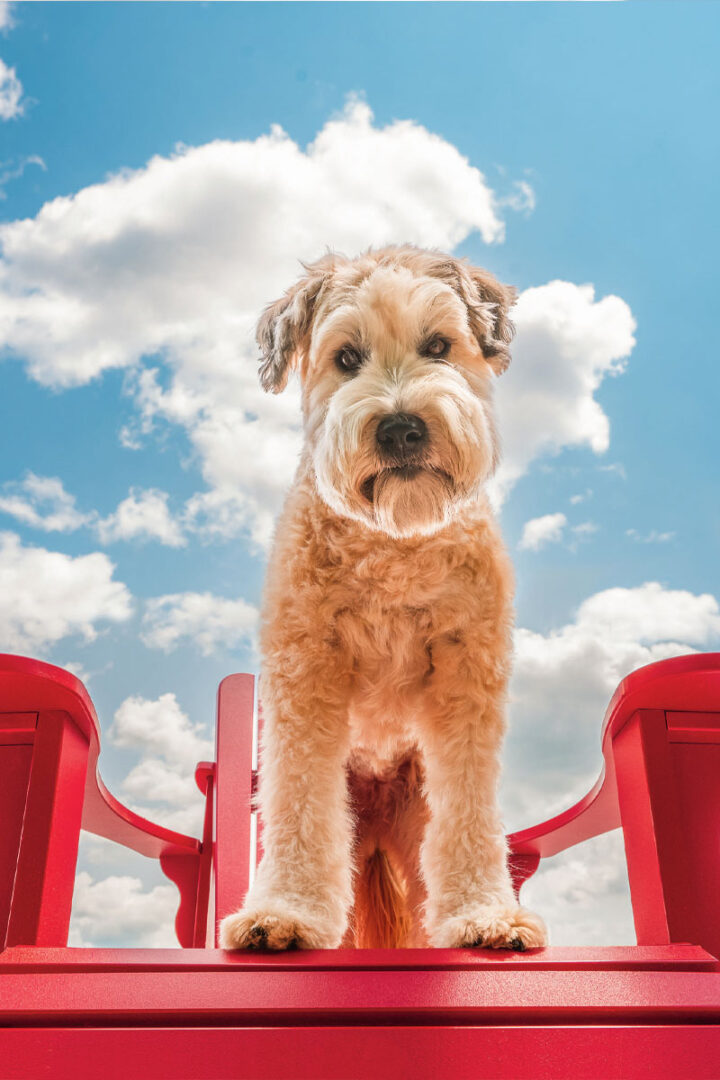 A dog sitting on a red Adirondack chair on the dock at the lake with blue sky and clouds in the background