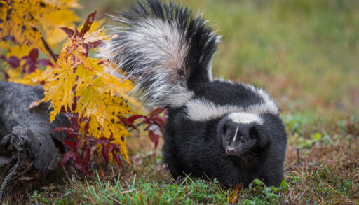 A skunk in the fall
