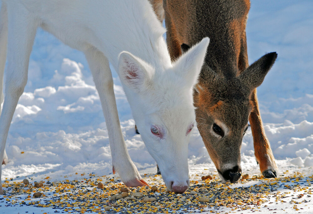 deer eating food off the ground in winter