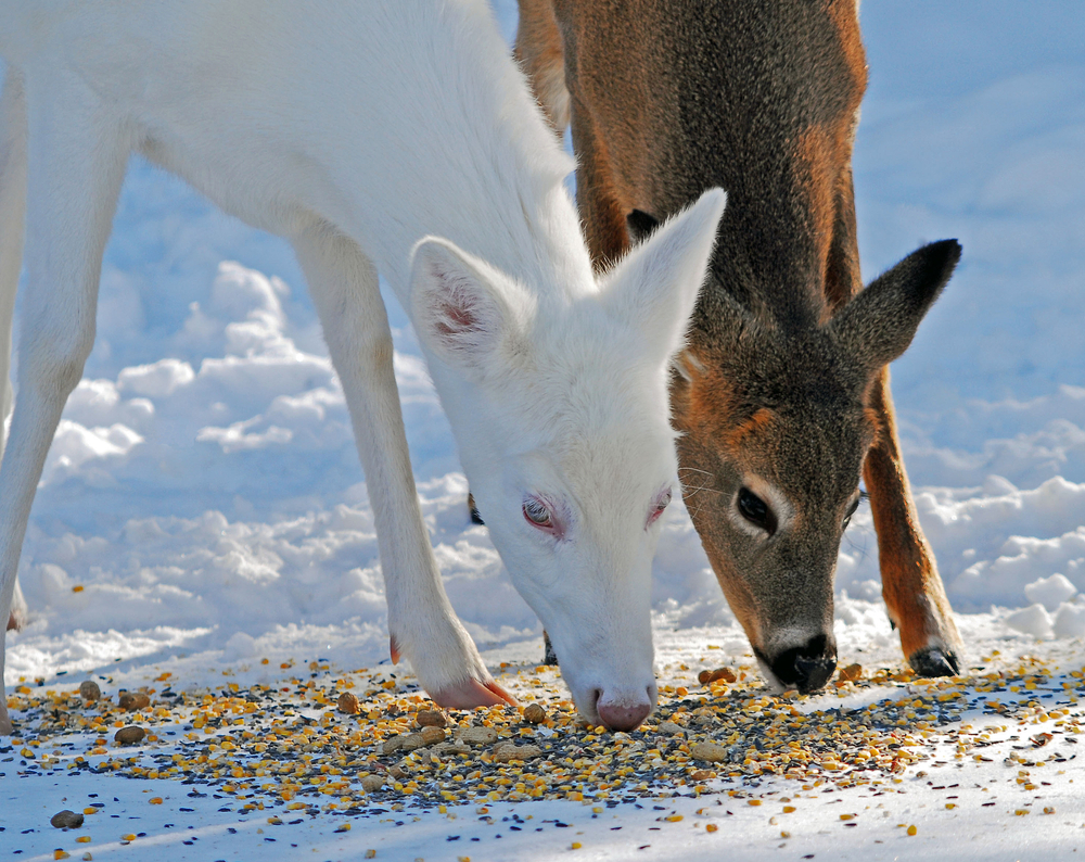 deer eating food off the ground in winter