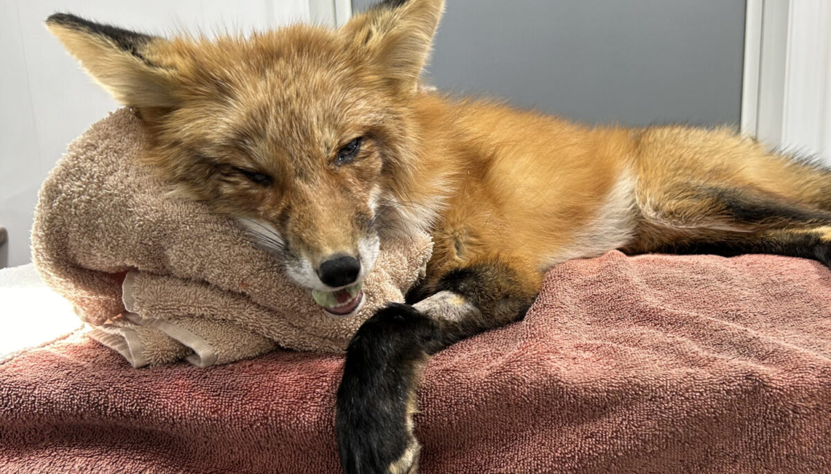 A red fox recovers from anaesthesia at the end of a jaw surgery