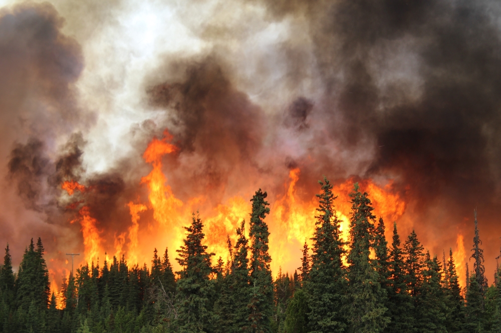 photo showing an active wildfire burning a forest of trees