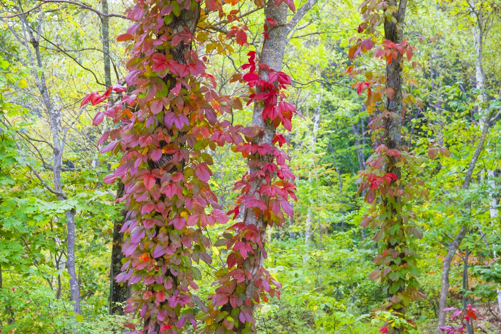 Red poison ivy leaves climbing up two tree trunks