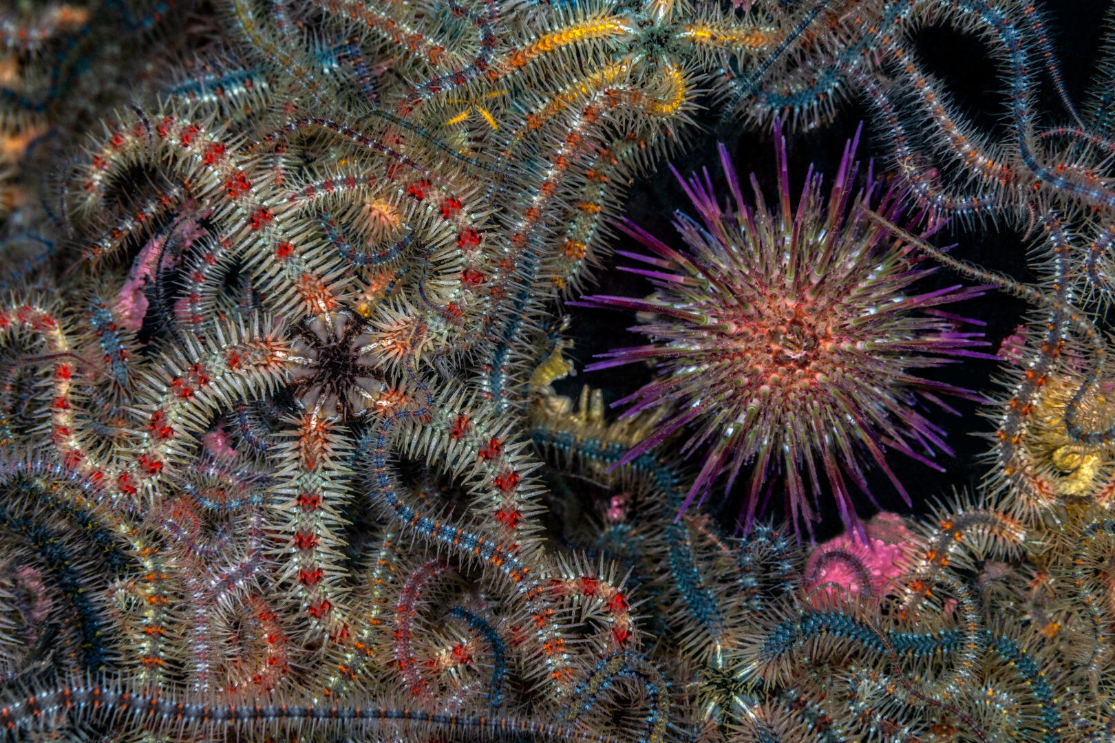 a colourful brittlestar and purple urchin sit side by side back dropped by other brittlestar arms and blackness