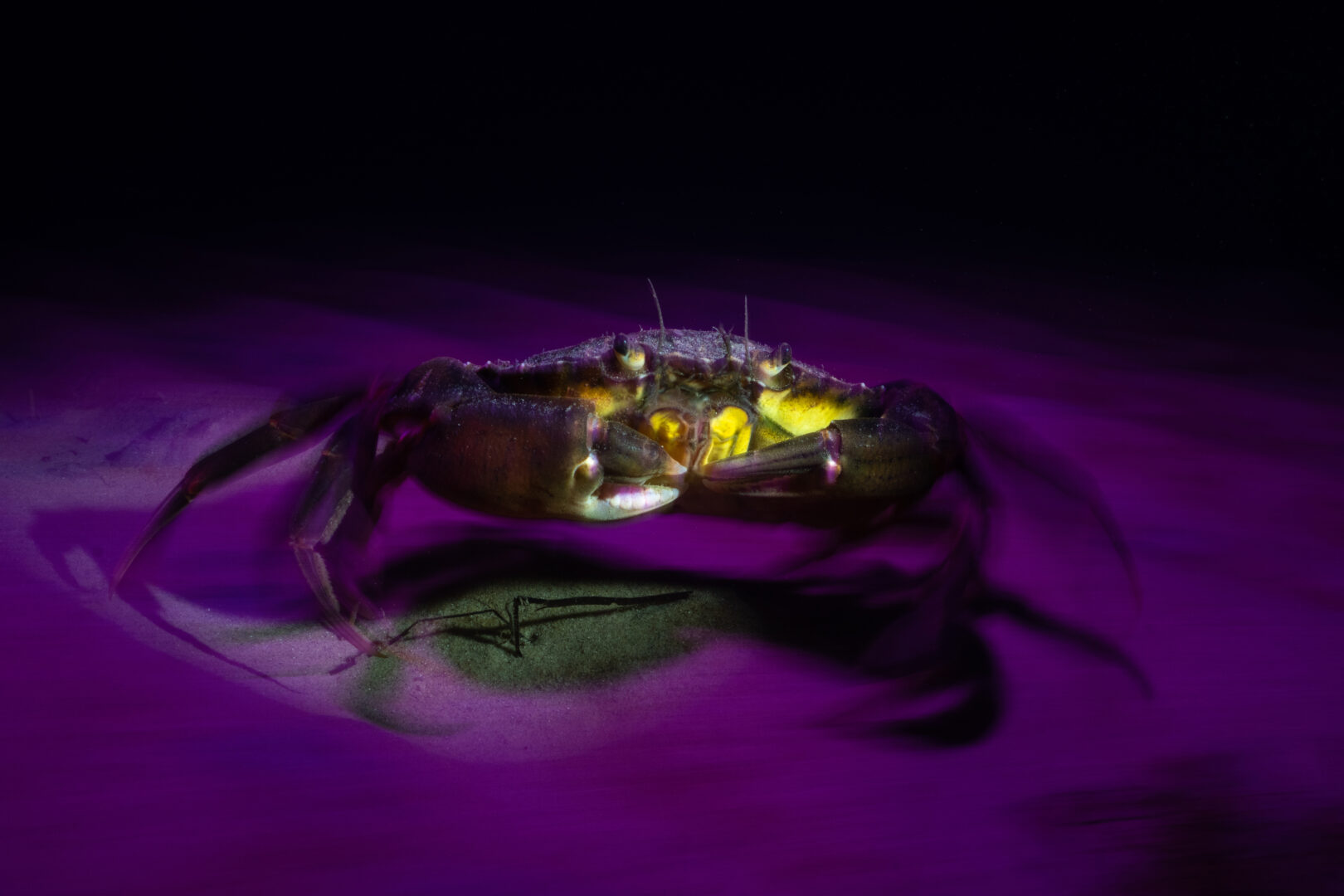a crab stands on the sea floor bathed in purple and white light, staring at the camera