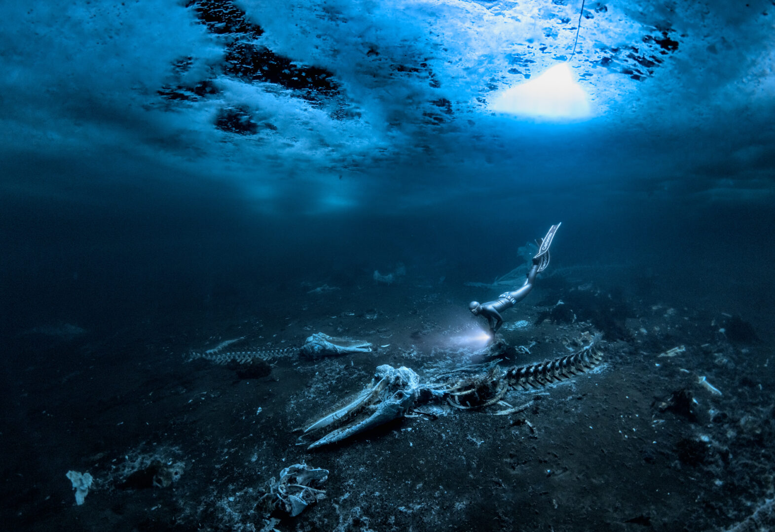 the skeleton of a Minke whale rests on the ocean floor, bathed in blue light just below the icy surface