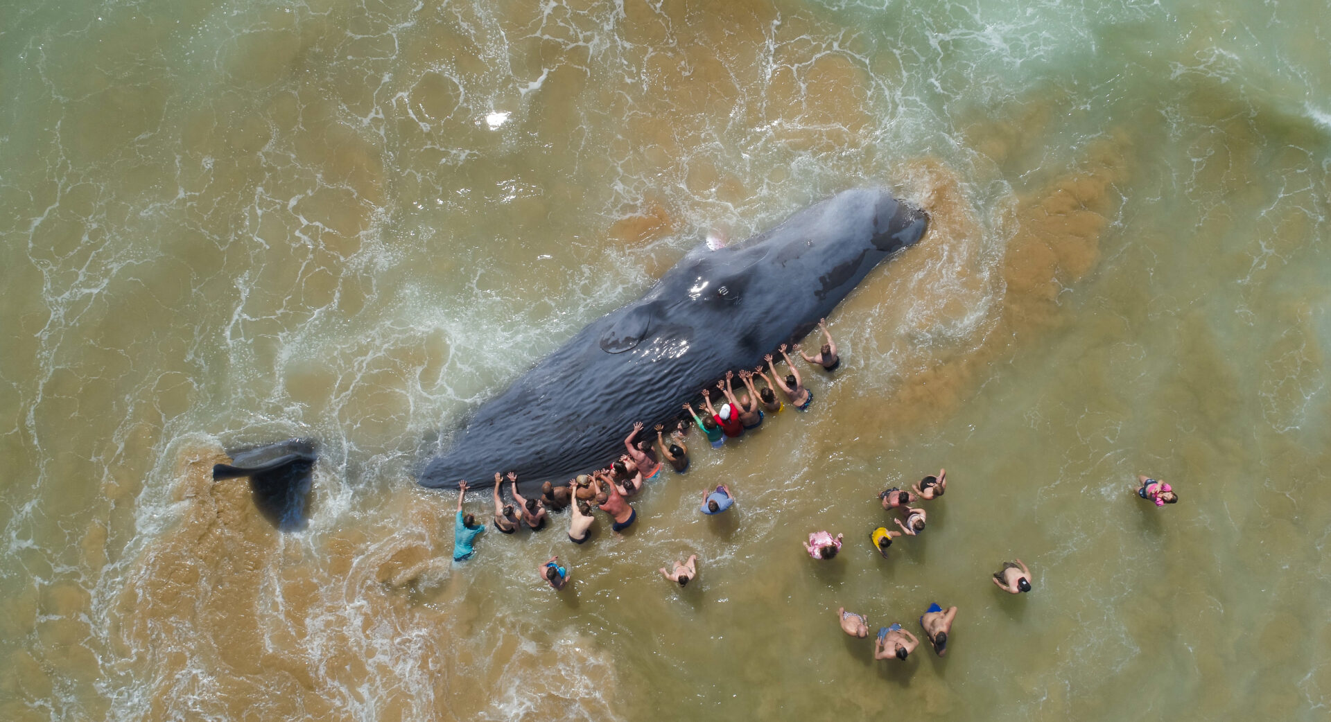 viewed from bird's-eye-view, a beached sperm whale lays in the shallow waters near a beach as dozens of people try to push it out to sea