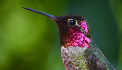 A male Anna's hummingbird