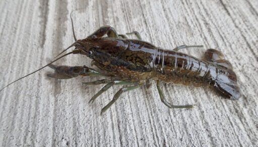 a photo of a marbled crayfish