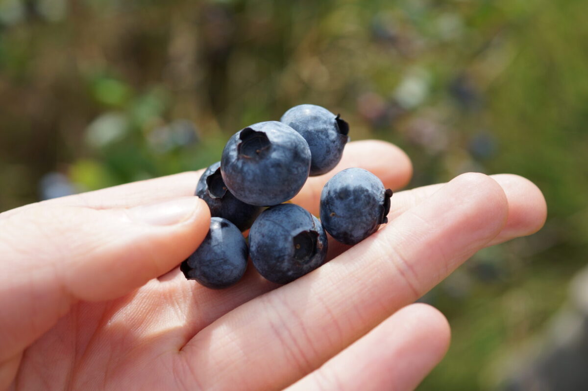 A hand holding several blueberries