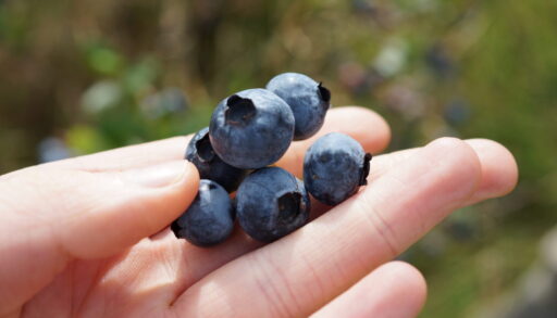 A hand holding several blueberries
