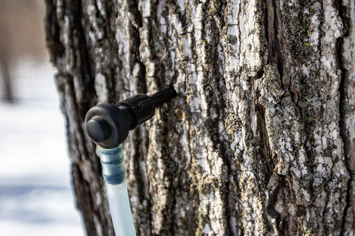 a maple syrup tap on a tree