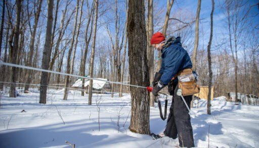 a maple syrup farmer using a tapping system