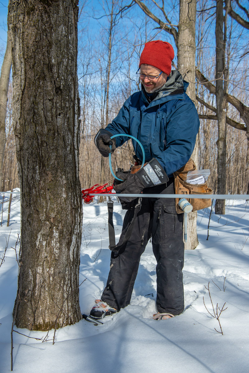 a maple syrup farmer using a tapping system